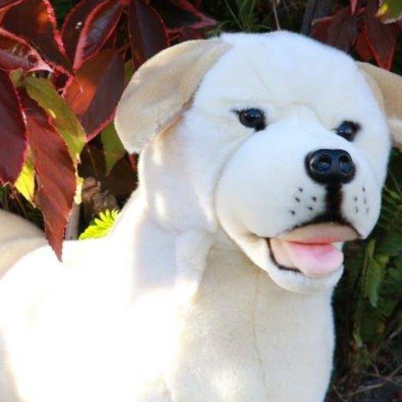 Beau - Cream Labrador Size 64cm/25.2"